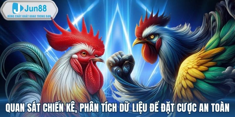 Quan sát chiến kê, phân tích dữ liệu để đặt cược an toàn